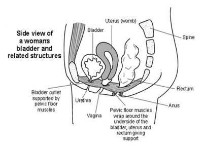 Pelvis PNG.jpg